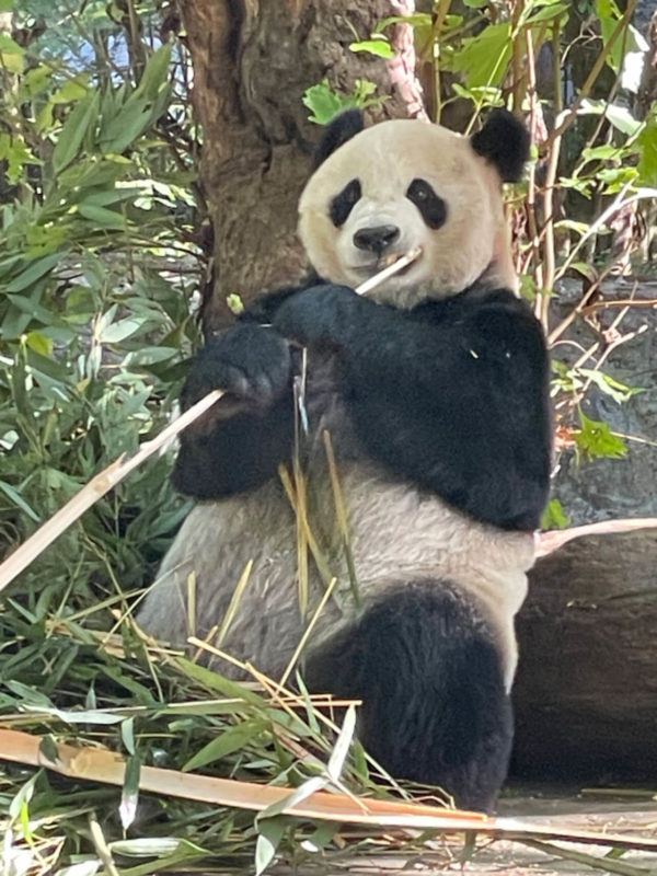 Panda Chengdu